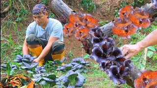 Pakcoy ungu, Jamur kuping liar untuk masak mireng kenyel pedas dengan rebung Ampel 