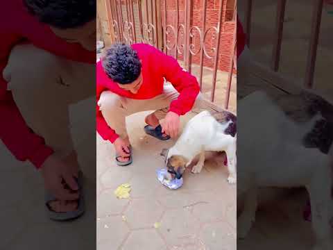 شاب ياكل كلبه غلبانه ف الشارع 🥹😱