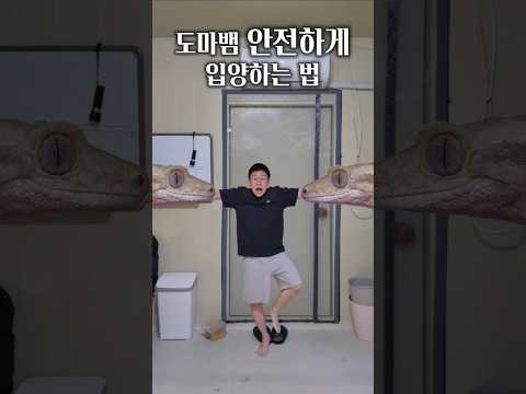 도마뱀 안전하게 입양하는 법 (ad) #animals #동물키우기 #파충류 #reptiles #도마뱀 #동물다락