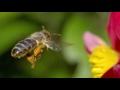 Pollination and Insect Interaction