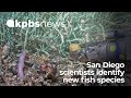 Discovery of the Pink Eel Pout Fish