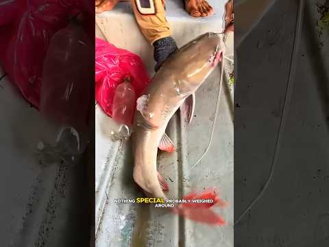Fishing Giant Redtails in the Amazon #shorts #fishing #fish