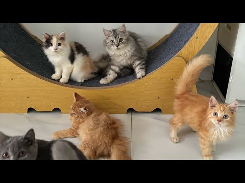Review Anak kucing persia dan british short hair siap adopsi di jakarta, cat hotel bulan juni 2025
