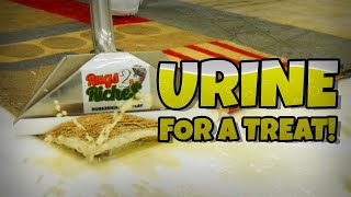 This URINE Soaked Rug Was A Real Challenge For My Nose! Satisfying ASMR Carpet Cleaning.