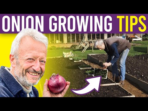 Onion 101: A Beginner's Guide to Growing Onions and Spring Onions from Seed for Large Harvests