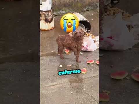 Este Gato Superó a Su Dueña en el Tres en Raya! 🐱🤯