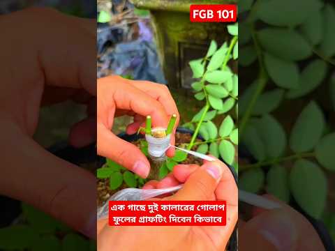 এক গাছে দুই কালারের গোলাপ ফুলের গ্রাফটিং দিবেন কিভাবে #rose #gardening #shorts