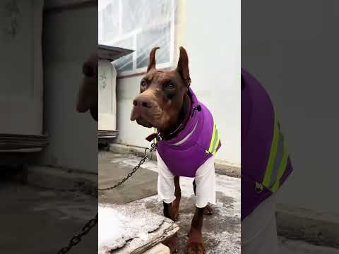Dogs that are afraid of the cold #pets #dog #funnydog #dogs #dogsoftiktok #funnyvideo #foryou