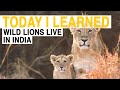 Asiatic Lions: A Hidden Treasure