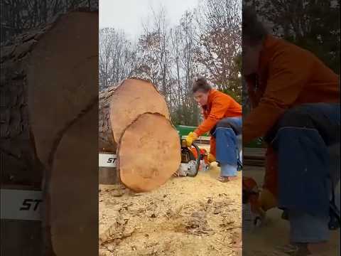 ziddi tree ko kata chainsaw se