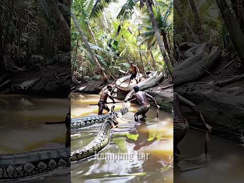 Tiga Orang Ini Menangkap Ular