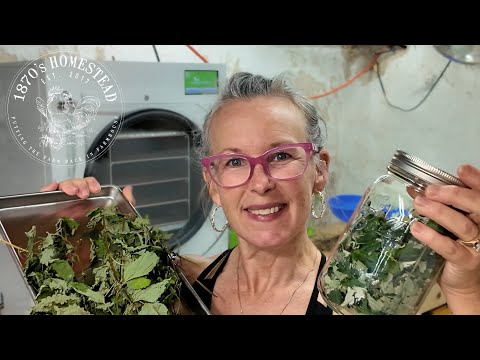 Freeze Drying Herbs | Restocking My TEA Supply