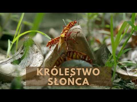 Madagaskar: Królestwo Słońca - Film Przyrodniczy Lektor PL [HD]