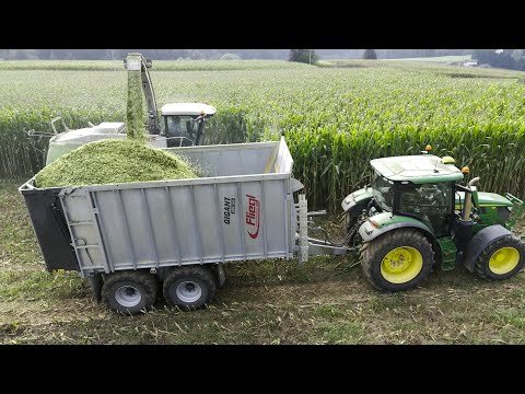 Maize Silage (Silaža) in Slovenia 2024 [Dolenjska]