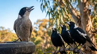 Young Butcherbird Teaches Magpies How to Sing – Real Australian Wildlife