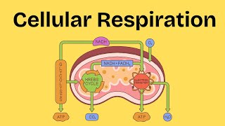 What is Cellular Respiration?