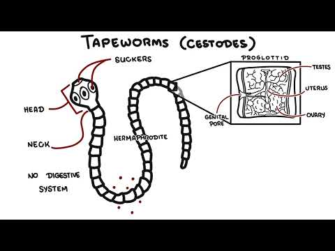 Helminths Explained: Tapeworms, Roundworms & Flukes | Parasite Overview for Students