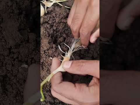 ആഗ്രഹങ്ങളൊന്നും ബാക്കിവക്കരുത്.....#shorts #farming #garlic #vegetable #malayalam