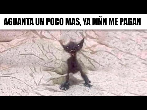 MEMES RANDOM #669