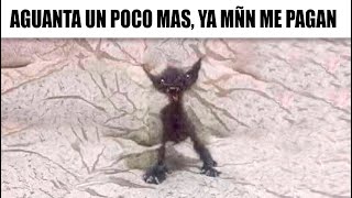 MEMES RANDOM #669