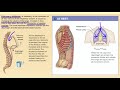 Breathing and Vaccination Concepts