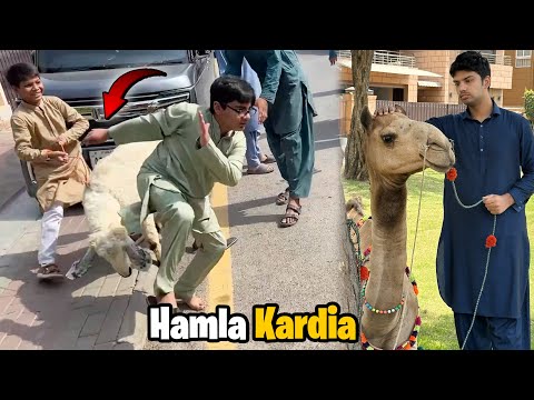 First Time Camel Ki Qurbani Dekhi 😢 | Shippu Ne Bacho Par Hamla Kardia 😱 | Eid Mubarak ❤️
