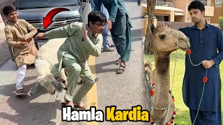 First Time Camel Ki Qurbani Dekhi 😢 | Shippu Ne Bacho Par Hamla Kardia 😱 | Eid Mubarak ❤️