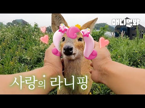 처음 본 순간~♬.. 사랑에 빠져버린 란희핑..♥(a.k.a고라니)ㅣLove At First Aight~ ♬.. Water Deer Fell In Love