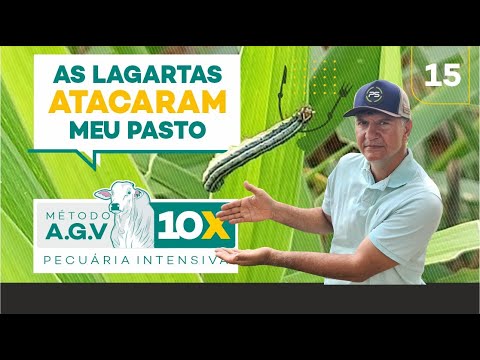 LAGARTAS CONSUMIRAM 70% DO MEU PASTO EM 3 DIAS.