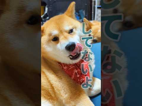 【犬猫アテレコ】アクビの連鎖が止まらない #shorts
