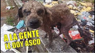 Cuando tienes sarna y estas en los huesos y nadie te quiere por eso. (FINAL FELIZ)