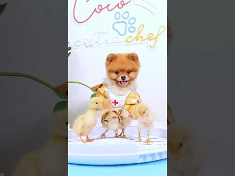 Coco uses an egg incubator to hatch a chick, but that duck…? #coco #pet #dog