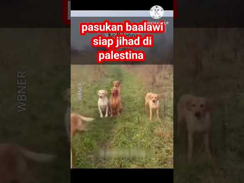 Parodi habib baalawi terbaru ngakak lucu #short
