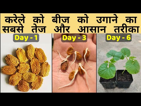 सिर्फ 3 दिन में करेले को बीज से उगाने का बिल्कुल नया तरीका, Fastest Method to Grow Bitter Gourd Seed