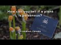 Understanding Poisonous Plants