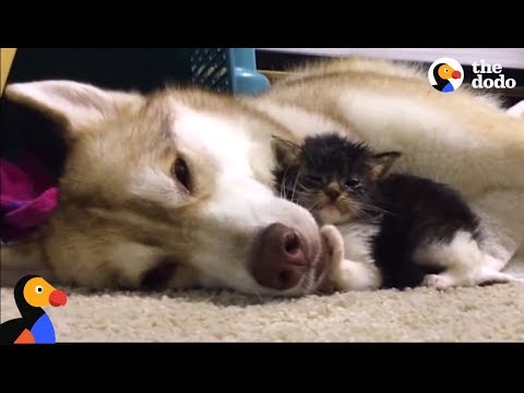 Husky Dog Adopts Stray Cat Saving Her Life : Comeback Kids S01E02