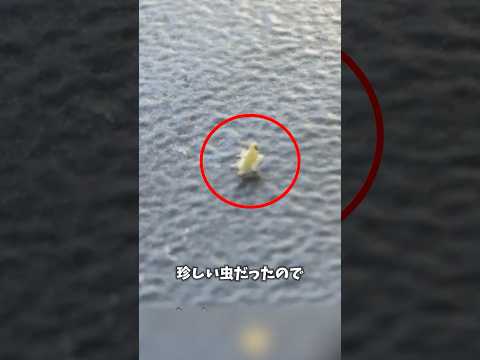 バズりたい虫😳