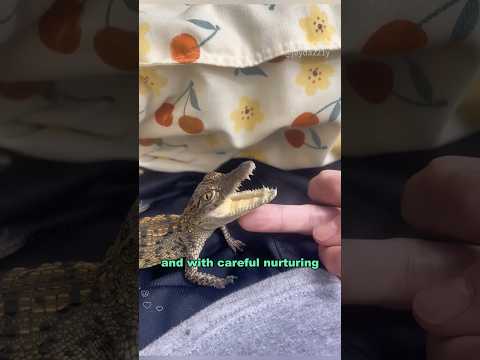 Well-behaved crocodile #shortvideo #animals #crocodile #shorts