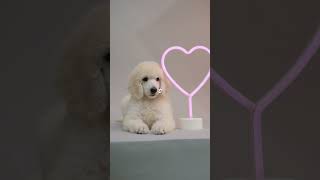5 RAZAS que viven más años  #perros #mascotas