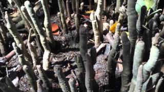 Mangrove Adaptations Flooding