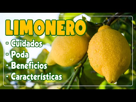 LIMONERO : Como hay que podar, regar y cuidar correctamente esta planta