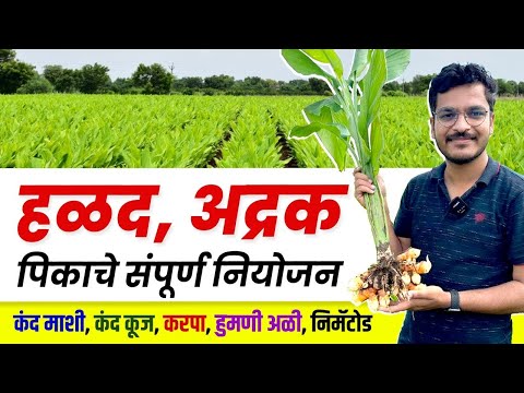 हाळद अद्रक पिकाची संपूर्ण माहिती / Halad lagvad sampurn Mahiti