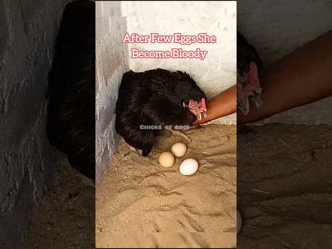 Chicken Eggs to Chicks Process #aseel #birds
