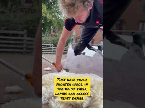 SHEARING EWE LAMBS - The benefits explained #shorts
