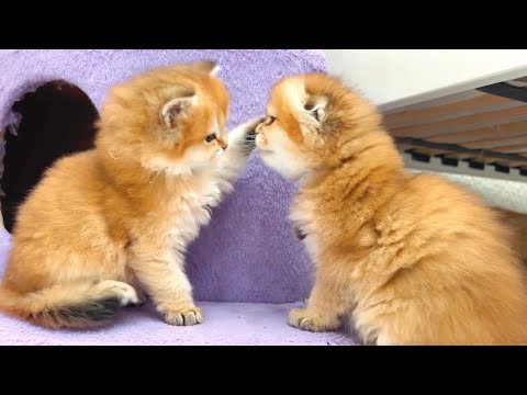 Their Siblings Were Dreaming… But These Two Had Other Plans