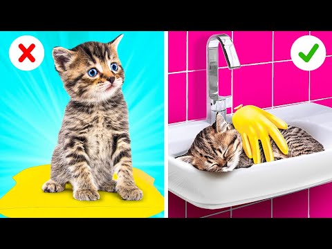 We Saved This Cute Little Kitten!😻💖 Cute Cat Gadgets and Pet Life Hacks