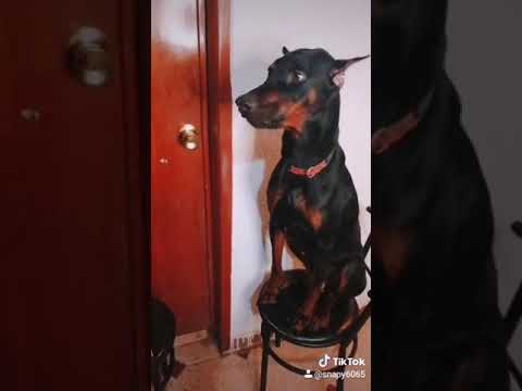 Y en que trabaja tu papa? 🐶👀🐶