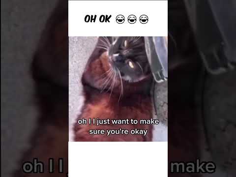 silly animals #fypviralシ #funny #cat #cats