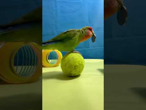 Bird Training : Smart lovebird Parrot | Smart Little Cute Parrot #training #smartparrot #cute