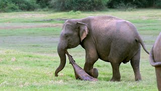 Mother elephant's love that never leaves her baby even after it dies | Elephant | Animals #wildlife